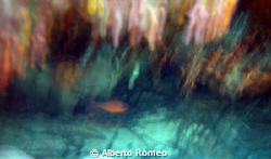 Moved shot of mediterranean cardinal fish ( Apogon imberb... by Alberto Romeo 